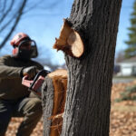 tree limb removal